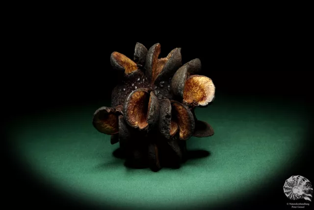 Banksia speciosa Australia árboles de plata recientes frutos secos frutos secos