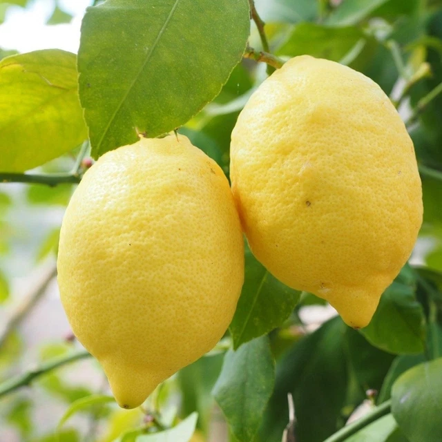 PIANTA DI LIMONI Di Sorrento Pianta Limone Di Sorrento Ovale Sorrentino EUR 24,90 - IT PIANTA DI LIMONI Di Sorrento Pianta Limone Di Sorrento Ovale Sorrentino EUR 24,90 - IT