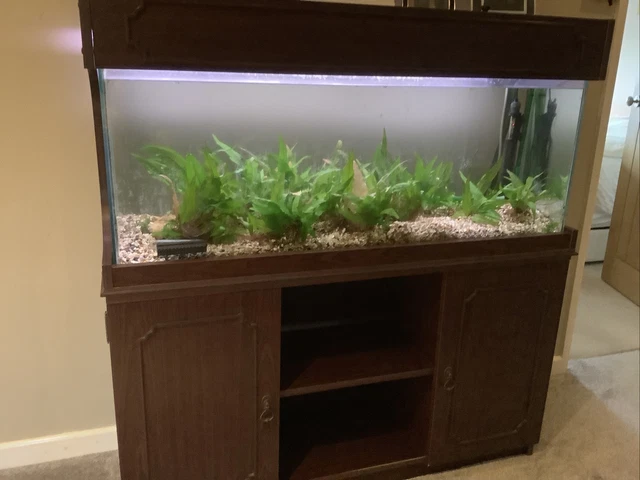 tropical fish tank