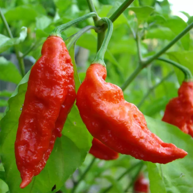 Bhut Jolokia red rosso 20 semi puri di peperoncino  + GUIDA ALLA COLTIVAZIONE