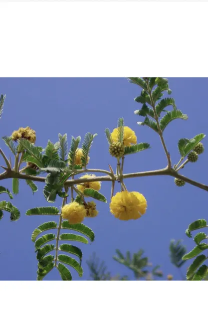 ACACIA FARNESIANA, vachellia rare mimosa tree bonsai aroma bush seed.  20 seeds