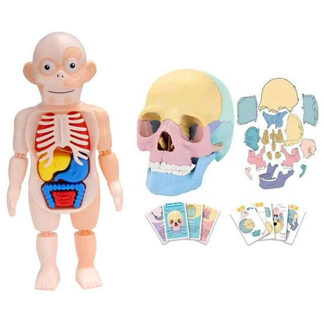 Modello Di Teschio Umano Realistico A Grandezza Naturale, Replica 1:1 - Foto 5