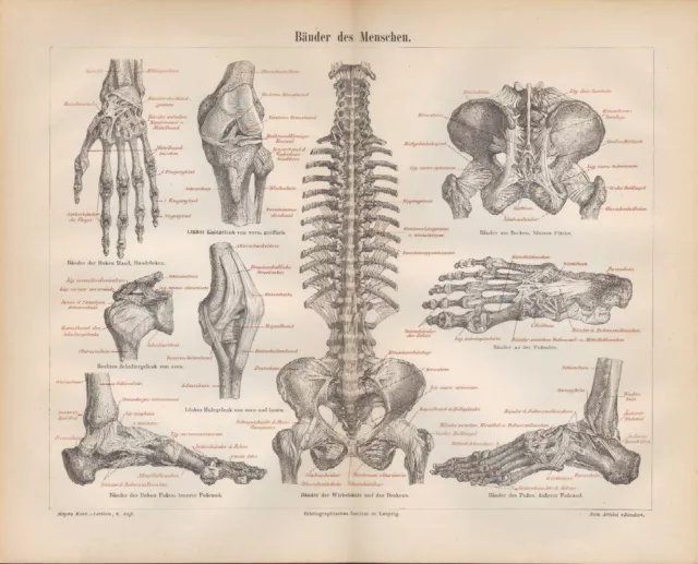 Lithografie 1890: Bänder des Menschen. Knie Hand Fuß Sohlen Wirbel-Säule