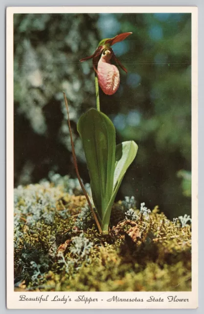 Minnesota State Flower, Pink & White Lady's Slipper, Vintage Postcard