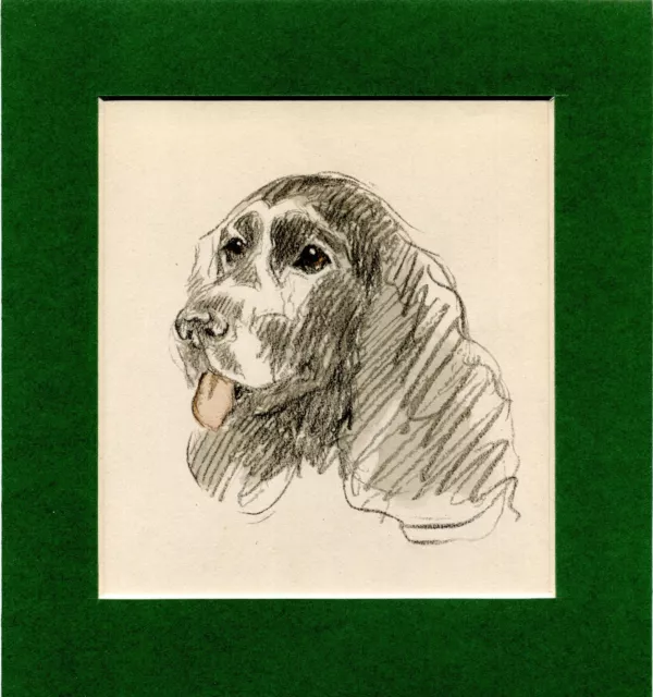 Lucy Dawson ~ Cocker Spaniel ~ Gun Dog  Hand Coloured Print Genuine Vintage 1937