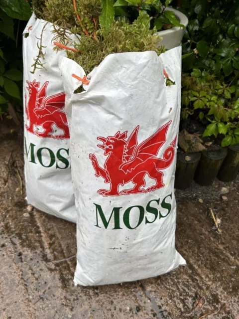2 BAGS 8L Fresh Green Feather Sphagnum Moss For Bulb Plants Pots