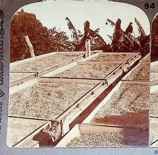 Drying Coffee Racks Puerto Rico Photograph Keystone Stereoview Card