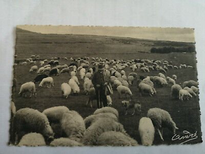 50  AU PAYS NORMAND  TROUPEAU DE MOUTONS  BERGER 