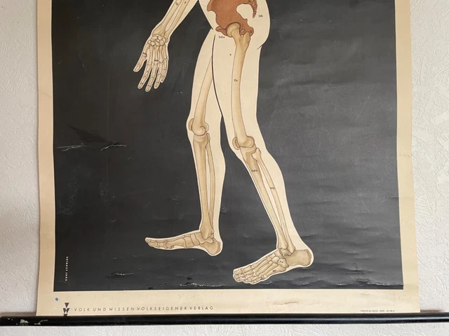 VINTAGE HOMO SAPIENS ANATOMY school chart roll down educational chart ...