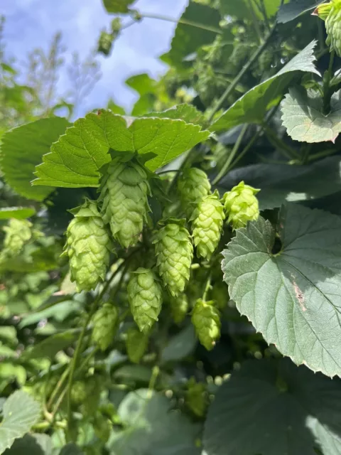 Organic - Whole Leaf Hops - Cascade - Home Brewing or Tea