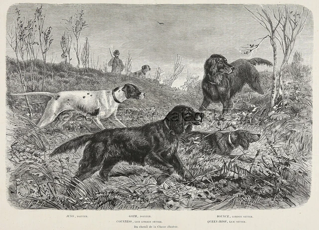 Dog Gordon Setter (All Named) & Pointers Hunting, Large 1880s Antique Print