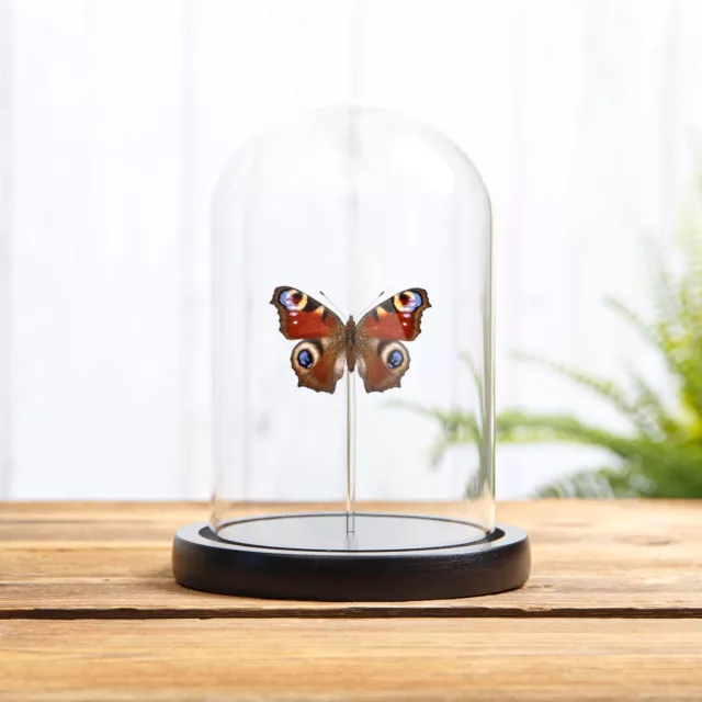 The Peacock Taxidermy Butterfly in Glass Dome (Aglais io)