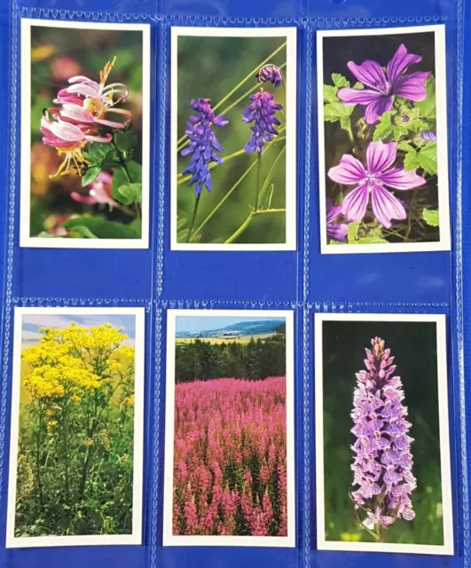 Grandee Cigar Cards BRITAINS WILD FLOWERS - Set of 30 in plastic sleeves