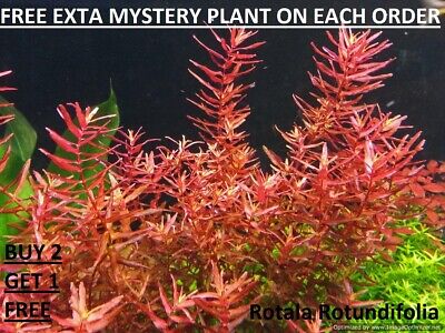 Rotala Rotundifolia RED Live Aquarium Plant Aquatic Planted tank BUY2GET1FREE