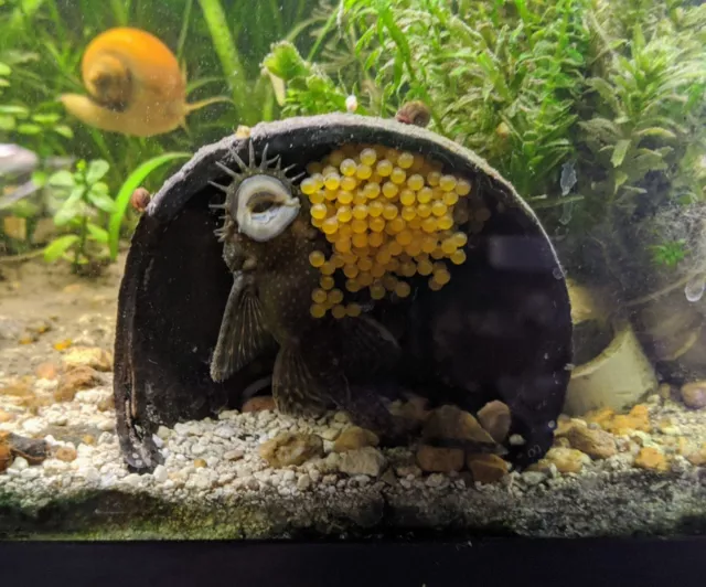 Bristlenose Pleco Live Aquarium Fish USA Bred Algae Eater (Ancistrus cirrhosus)