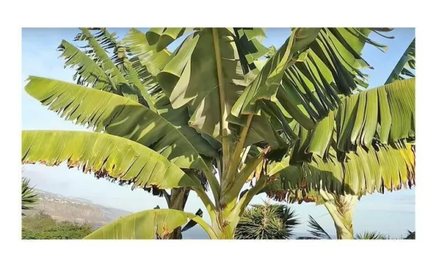 10x Musa (Bananier) Acuminata Evergreen Arbre Jardin Plantes - Graines ID190