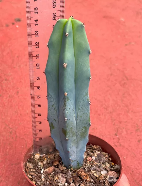 Myrtillocactus Geometrizans 'The Blue Torch' Cactus No. 1