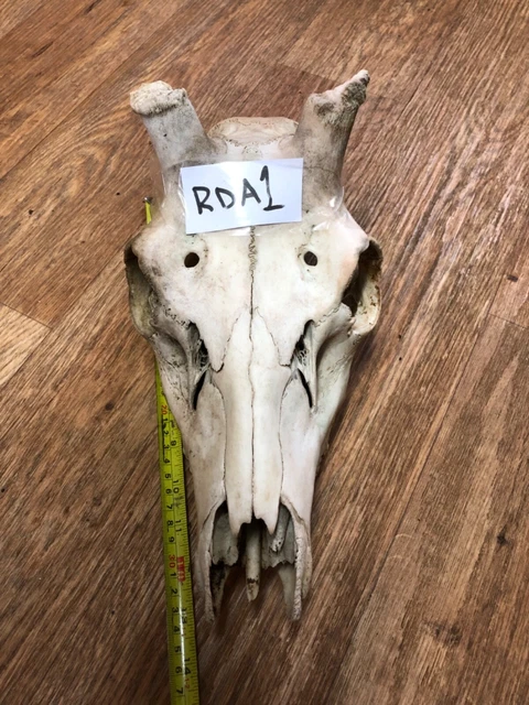 SCOTTISH STAG RED Deer Male Skull Rda1 Taxidermy Gothic Tattoo Art ...