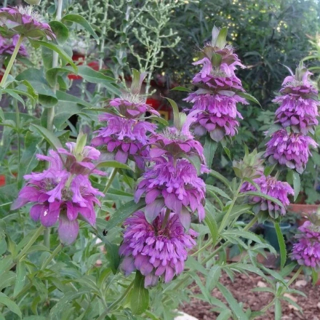 Bee Balm, Lemon Mint Bergamot - Heirloom Seeds - Culinary & Medicinal Herb