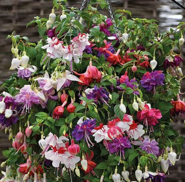 6 Giant Trailing Fuchsia Mixed  Hanging  Basket Patio Plug Plants SALE