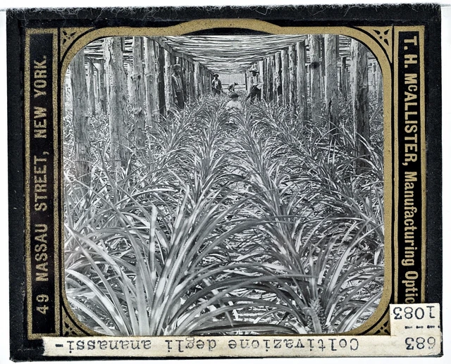 USA Florida? pineapple plantation Photo slide magic lantern