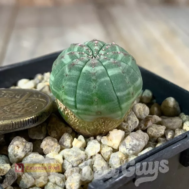 Euphorbia obesa hybrid Seed-Grown [shown in 63mm pot] Rare Cactus Succulent