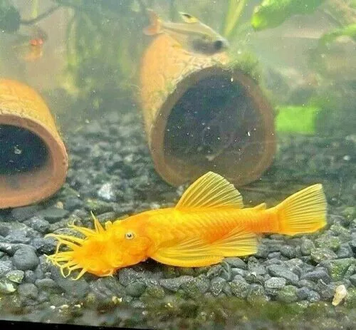 BRIGHT YELLOW ( 1.25-1.5") - BLUE EYED LEMON PLECO (Unsexed) $7 each