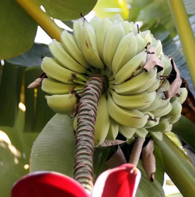 SAMEN MONSTER-BANANE Riesen-Banane Leckerbissen exotische Pflanzen winterharte