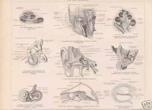 OHR Ohrenheilkunde Mittelohr Innenohr HOLZSTICH von 1905 Schnecke Amboss Hammer