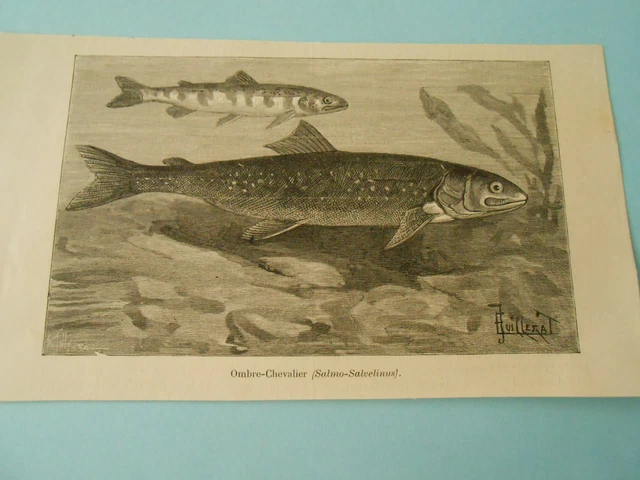 GRAVURE 1891 - Poisson Ombre chevalier EUR 8,50 - PicClick FR
