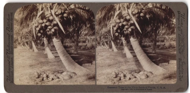 Stereo-Fotografie American Stereoscopic Co., New York, Ansicht White Sands, FL,