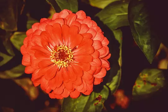Florist Choice! {Zinnia- elegans} "Orange King" 25+ seeds Free US Shipping!