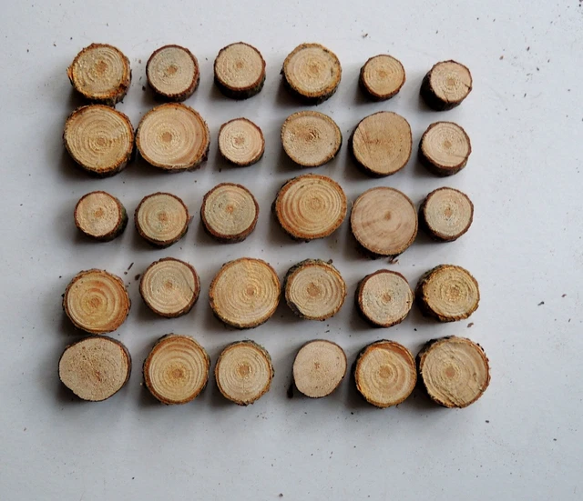 30 ASTSCHEIBEN,HOLZSCHEIBEN,BAUMSCHEIBEN,FLORISTIK,DEKO 2,0-3,5cm HPP16
