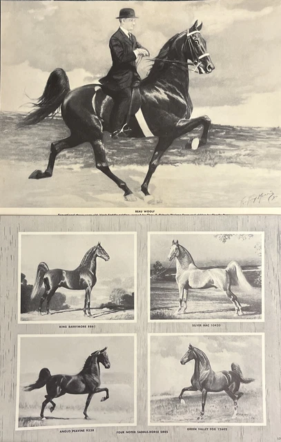 2 Prints Beau Woolf George Ford Morris Saddlebred Horse See Photos