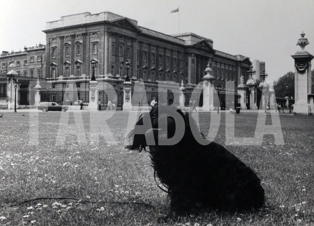 Foto vintage de archivio Perros, King Charles Spaniel Contra La § , impresión