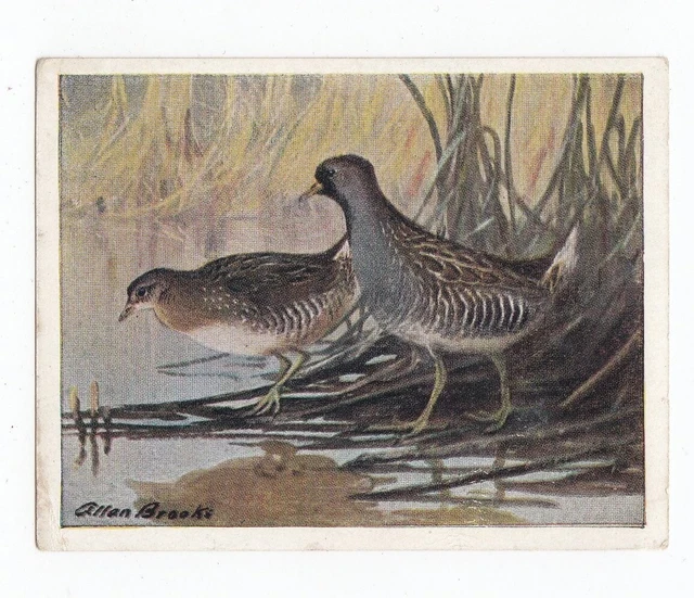 1925 ITC Canada - Birds Of Western Canada #65 Sora Rail