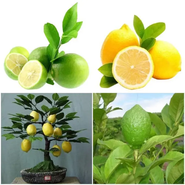 Dwarf Lemon Tree Seeds, Grow a Delicious Fruit Bearing Bonsai Tree , 20 Seeds ,