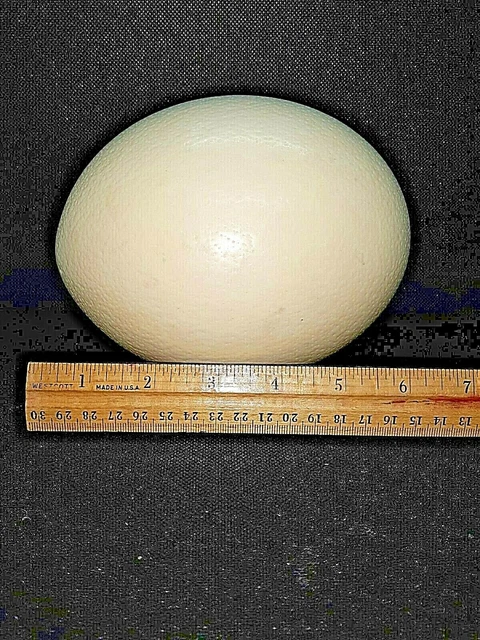 Huevo de avestruz genuino limpio y soplado