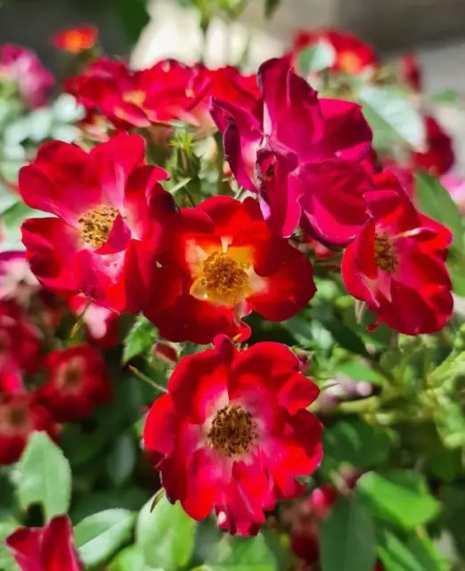 Rosa Everglow Ruby 9cm Pot Plants Pack x3 Patio Rose