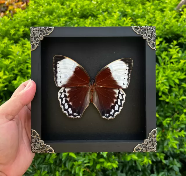 Real Butterfly in Black Shadow Box Insect Frame Taxidermy Oddities Decor