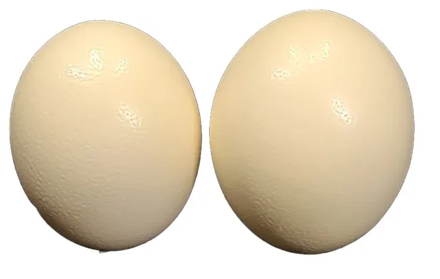 Cáscara de huevo de avestruz en blanco de alta calidad premium para manualidades, decoración, pinturas