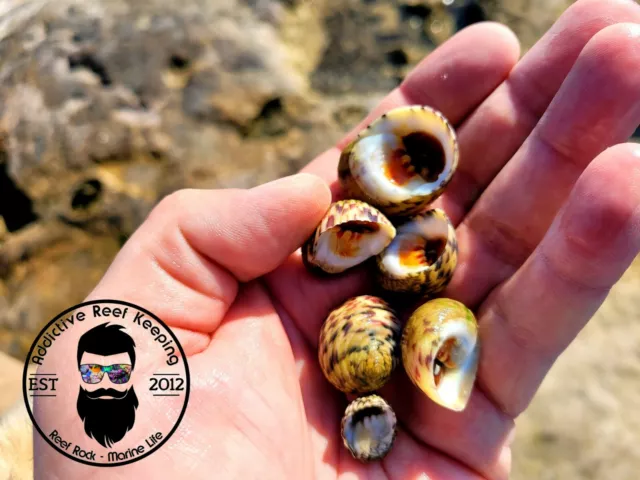 Bleeding Tooth Nerite Saltwater (Feed Puffer, Mantis Shrimp) Nerita peloronta