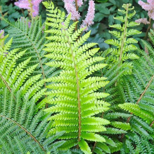 Polystichum Setiferum Soft Shield Fern Evergreen Outdoor Hardy Garden Plant Bush