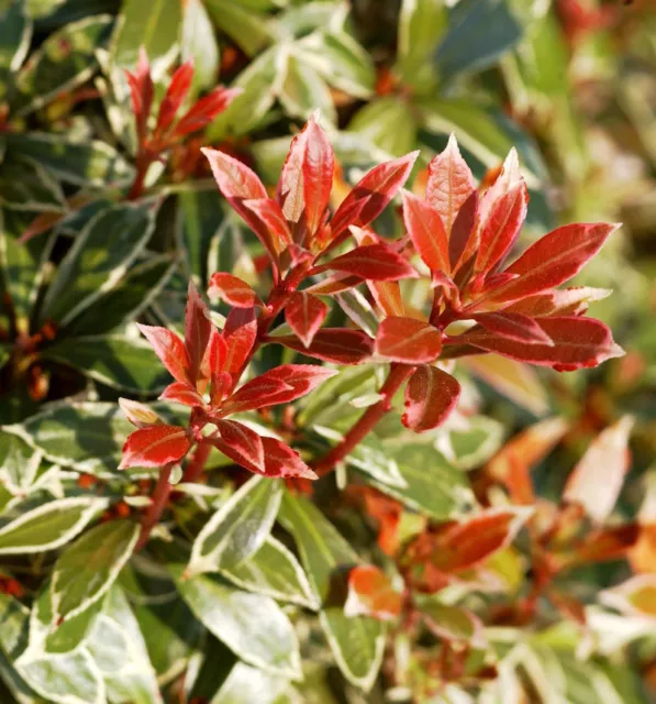 Schattenglöckchen Lavendelheide Little Heath 15-20cm - Pieris japonica