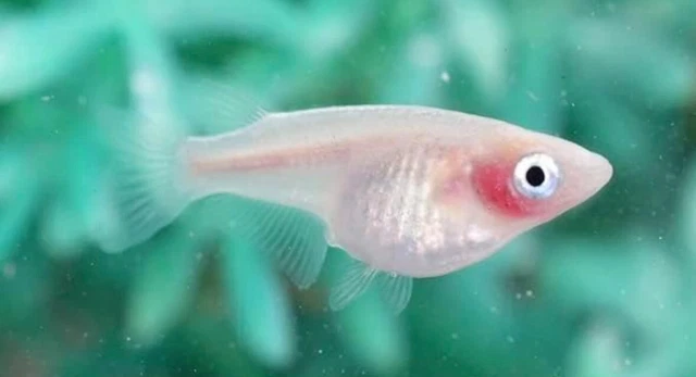 benihoppe medaka rice fish eggs 20+α  [紅ほっぺ]  made in Japan　Killifish