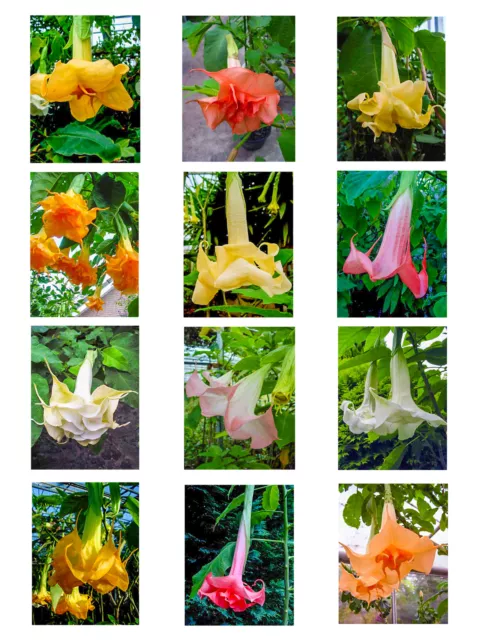 Engelstrompete Brugmansia Candida f.plena Hybride XXL Rarität Sorten Auswahl 50