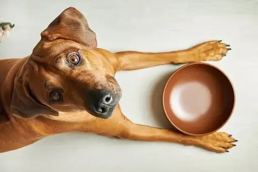Natural supplement to increase dog's best sale appetite