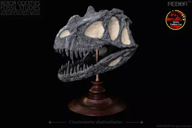 REBOR Oddities Fossil Studies Ceratosaurus Dentisulcatus Museum Class Skull