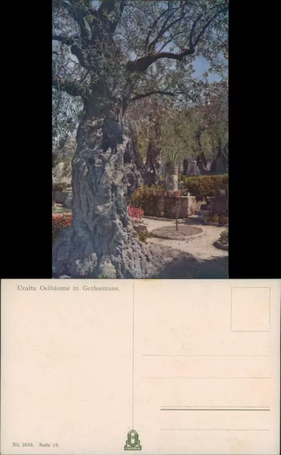 Postcard Jerusalem Jeruschalajim (רושלים) Gethsemane Ölbäume 1922