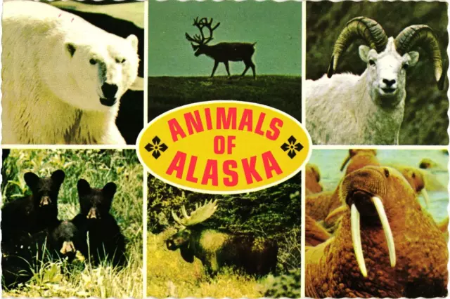 ANIMALS OF ALASKA Polar Bear Caribou Dall Sheep Moose Vintage Postcard ...